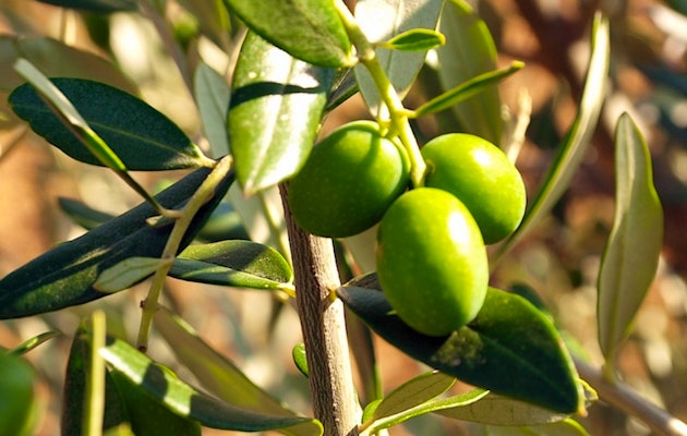 Set van 4 mediterrane fruitbomen hoogte ↕ 25 - 40 cm!